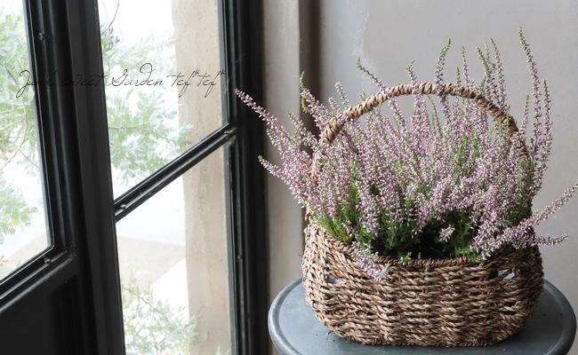 ���롼�ʡ������ǥ󥬡��륺����No.C��