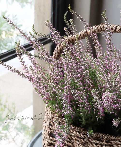 ���롼�ʡ������ǥ󥬡��륺����No.C��