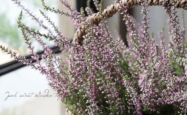 ���롼�ʡ������ǥ󥬡��륺����No.C��