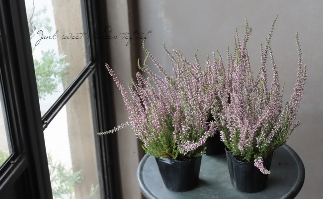 ���롼�ʡ������ǥ󥬡��륺����No.C��