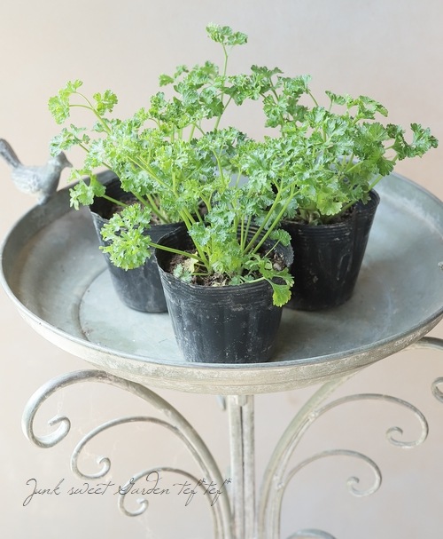 家庭菜園】 パセリ 『瀬戸パラマウント』 | すべての商品 | | Junk