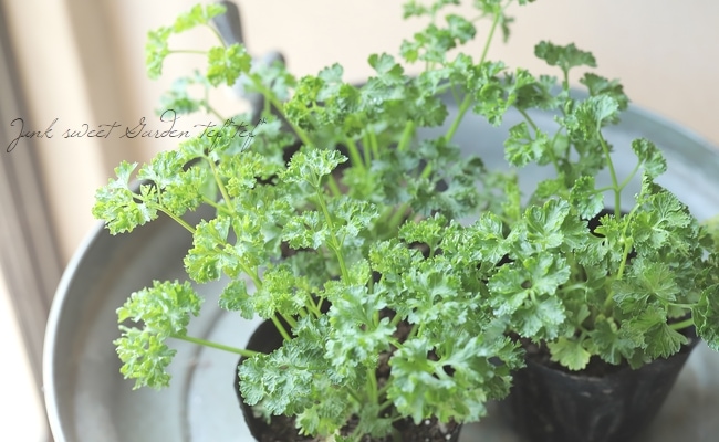 家庭菜園】 パセリ 『瀬戸パラマウント』 | すべての商品 | | Junk