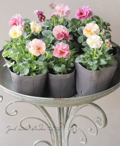 ☆育種うえたオリジナルビオラ 『試作品種』 2025 No.149 | すべての