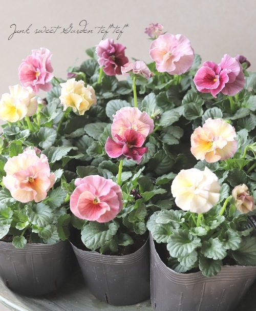 ☆育種うえたオリジナルビオラ 『試作品種』 2025 No.149 | すべての