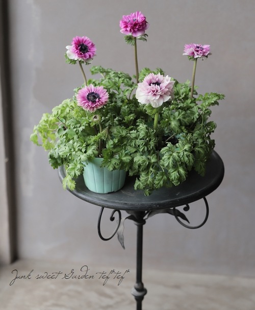 八重咲きアネモネ ポルト 『ニューローズ』 | すべての商品 | | Junk