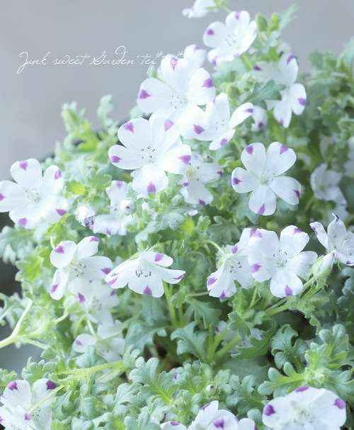 �ͥ�ե��� �إޥ���顼����