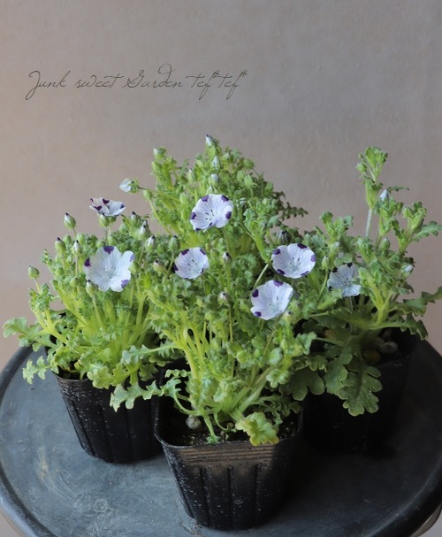 �ͥ�ե��� �إޥ���顼����