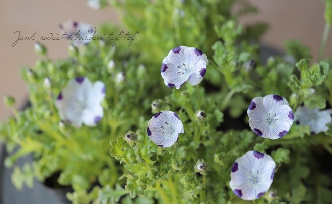 �ͥ�ե��� �إޥ���顼����