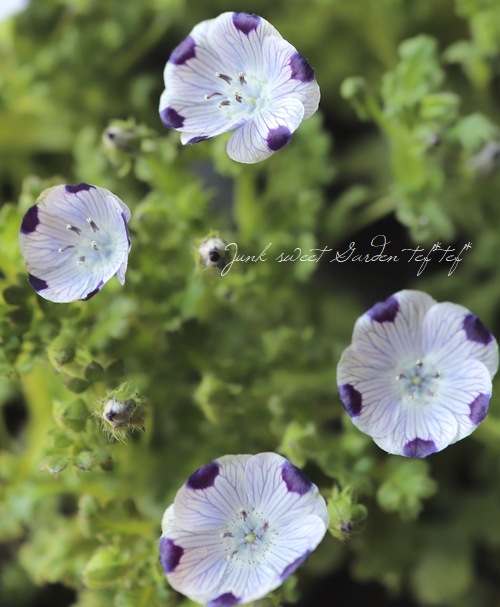 �ͥ�ե��� �إޥ���顼����