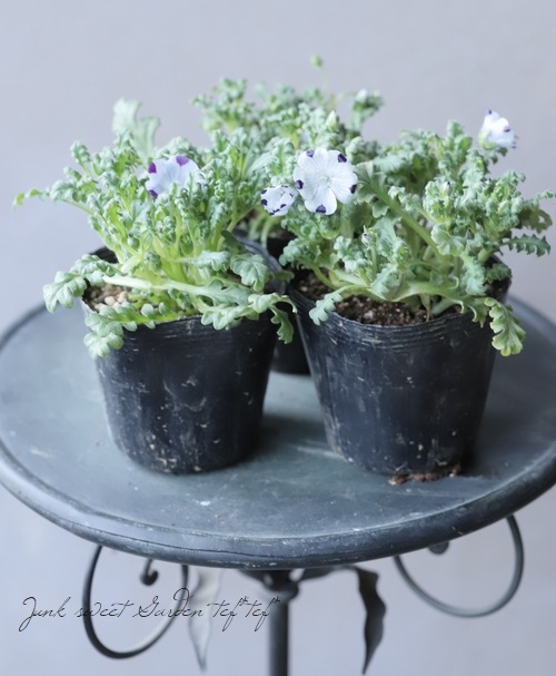 �ͥ�ե��� �إޥ���顼����