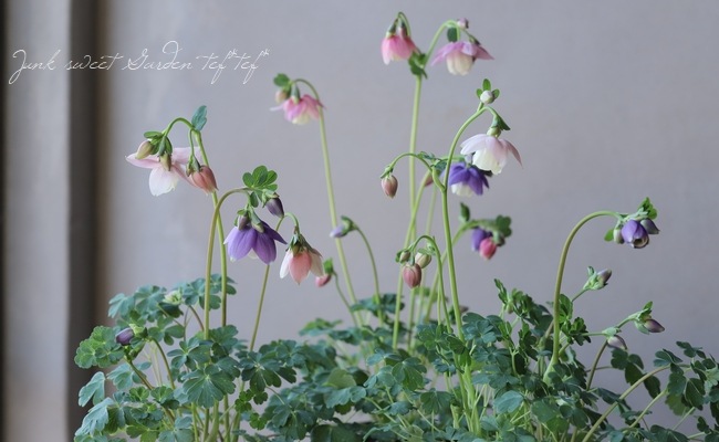 姫・風鈴オダマキ 『桃花+紫花』 2色咲き 【J】 | すべての商品