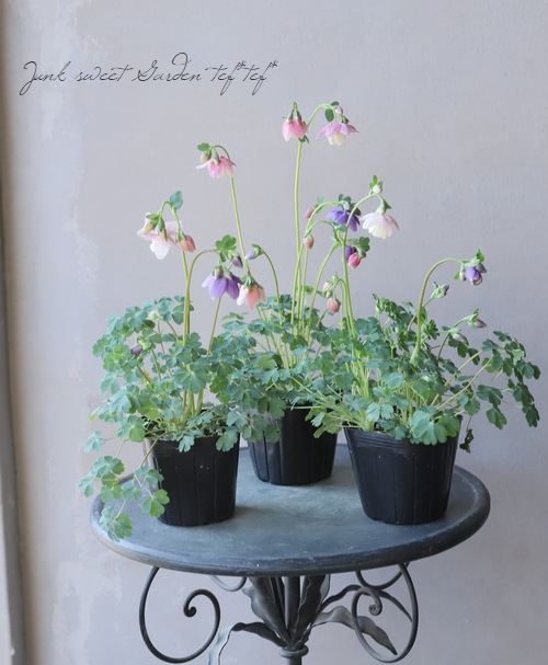 姫・風鈴オダマキ 『桃花+紫花』 2色咲き 【J】 | すべての商品