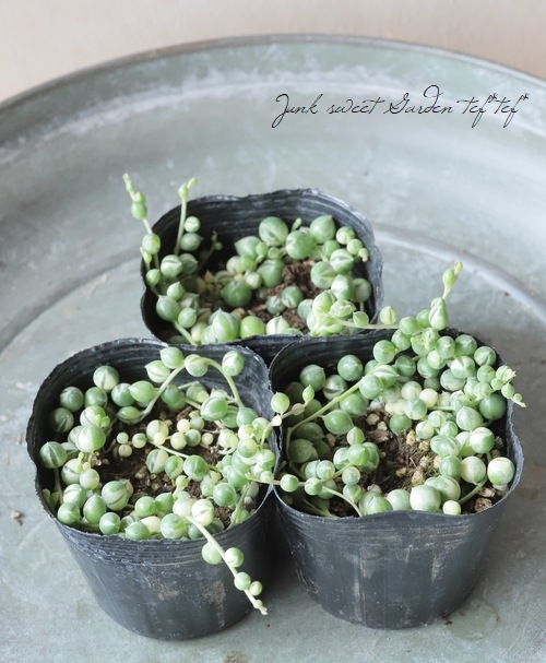 多肉植物】 斑入り『グリーンネックレス』 | すべての商品