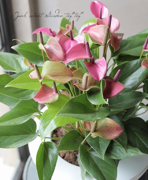 観葉植物】 アンスリウム・アンドレアナム 『シラノ』 スパティ・ルイ