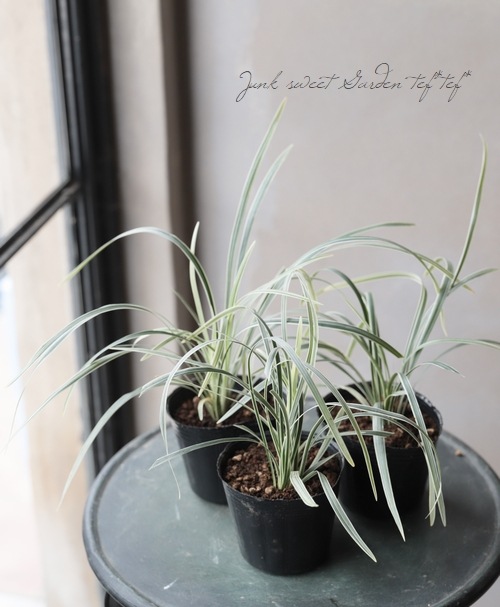 ���ե����ݥ��� �إߥ�����󥿥���