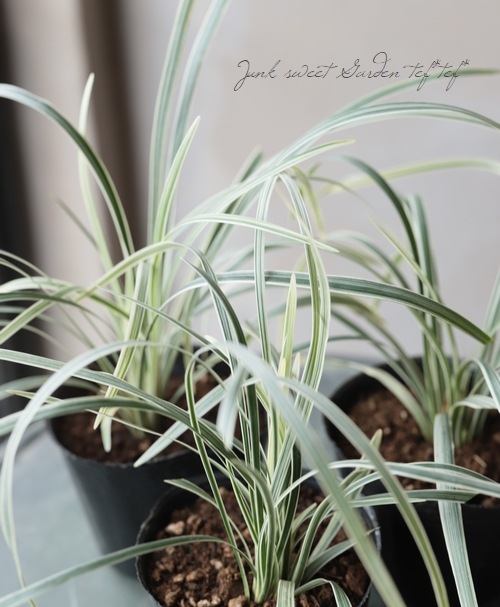 ���ե����ݥ��� �إߥ�����󥿥���