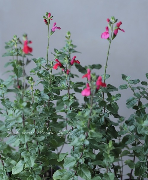 宿根サルビア レッドコーラス チェリーセージ すべての商品 Junk Sweet Garden Tef Tef