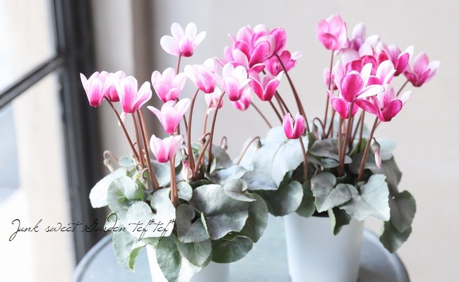 ガーデンミニシクラメン 『シルバービューティー』 ピンクバイカラー