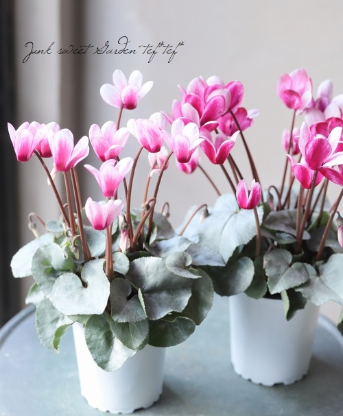 ガーデンミニシクラメン 『シルバービューティー』 ピンクバイ