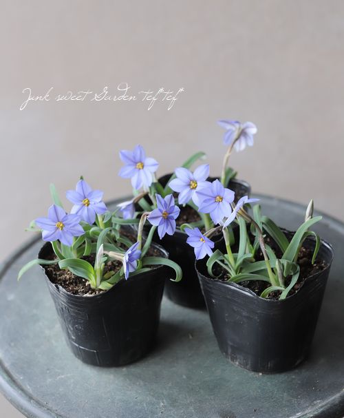 ハナニラ イエイオン ジェシー すべての商品 Junk Sweet Garden Tef Tef ハナニラ イエイオン ジェシー すべての商品 Junk Sweet Garden Tef Tef