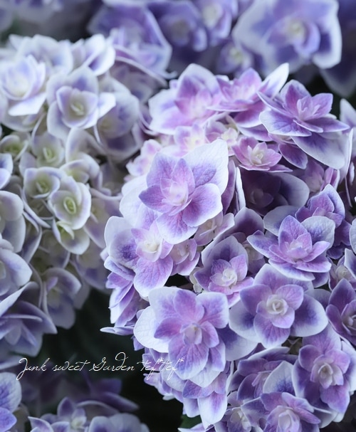 花鳥風月【4K】｜薄色白系紫陽花 Pale White Hydrangea - YouTube