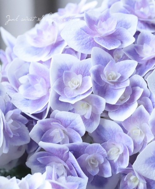 紫陽花 『鏡花水月』 （キョウカスイゲツ）八重咲き | すべての