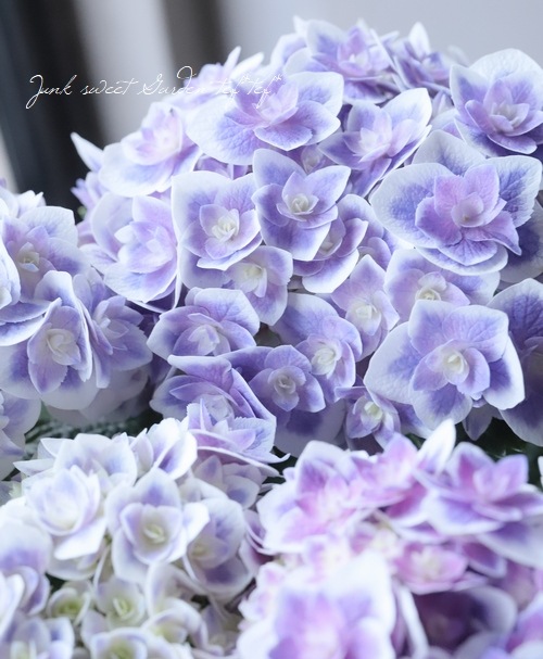 紫陽花 『鏡花水月』 （キョウカスイゲツ）八重咲き | すべての商品