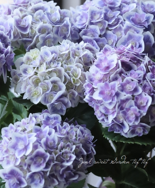 紫陽花 山紫陽花 