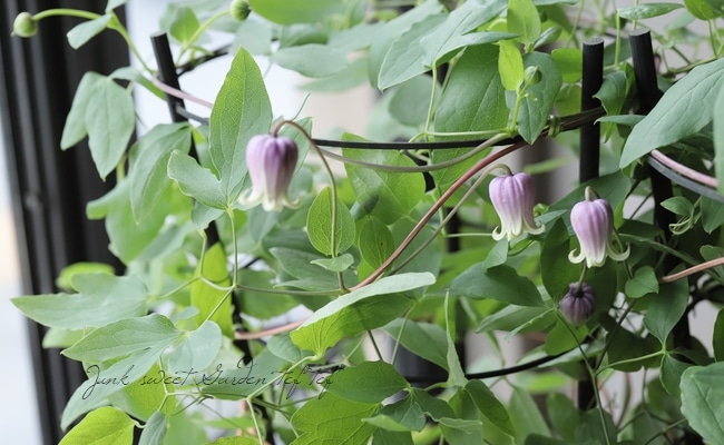 希少！壺型クレマチス 『ティンクルパープル』 | すべての商品