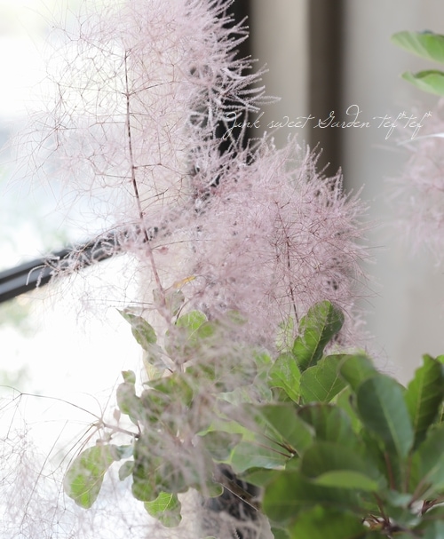 スモークツリー 『ピュアレッド』 【48】 | すべての商品 | | Junk