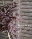 ⡼ĥ꡼إѡץ ƤƼա103
