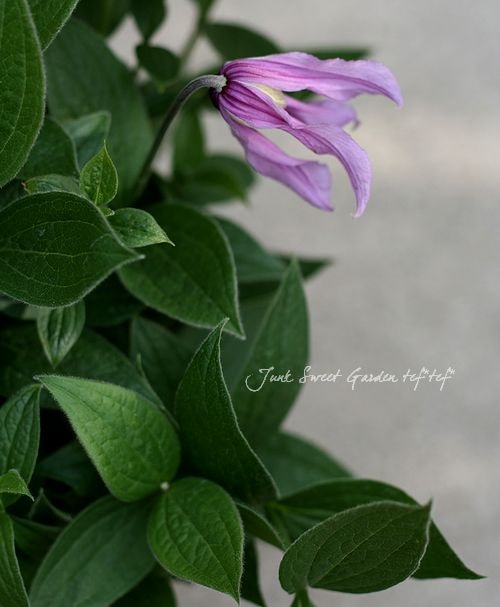 立木性クレマチス・インテグリフォリア系 『花島 -ハナシマ
