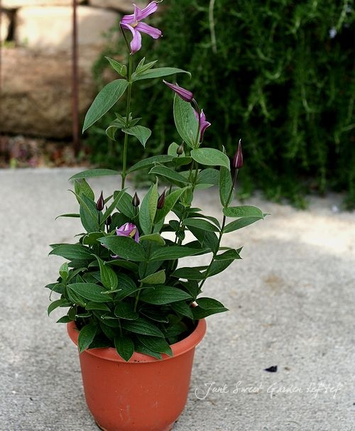 立木性クレマチス・インテグリフォリア系 『花島 -ハナシマ