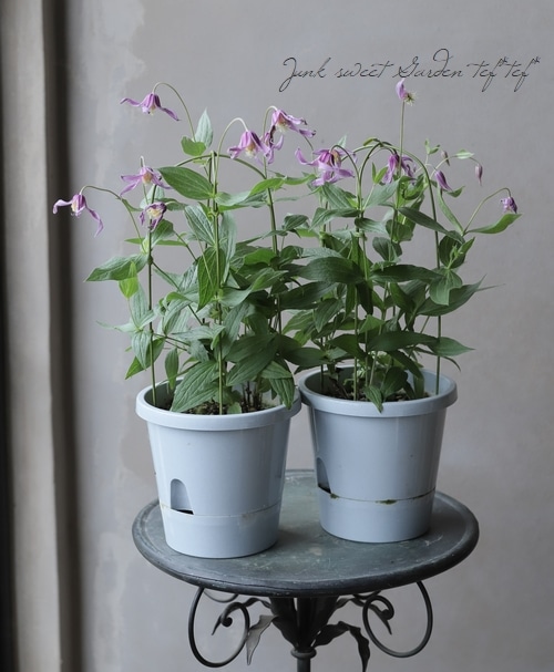 立木性クレマチス・インテグリフォリア系 『花島 -ハナシマ