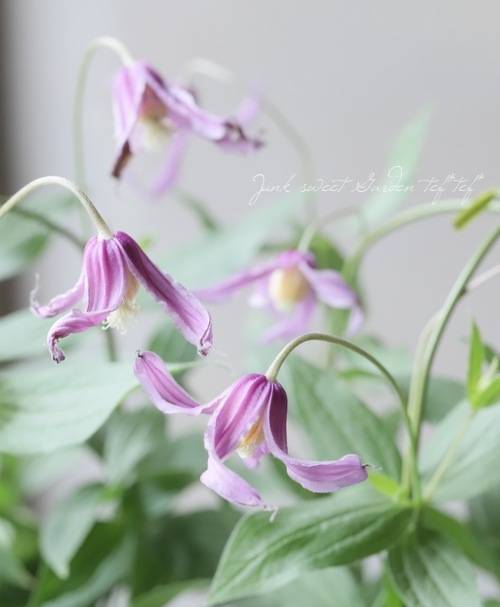 6_000000016305.jpg?1683299877