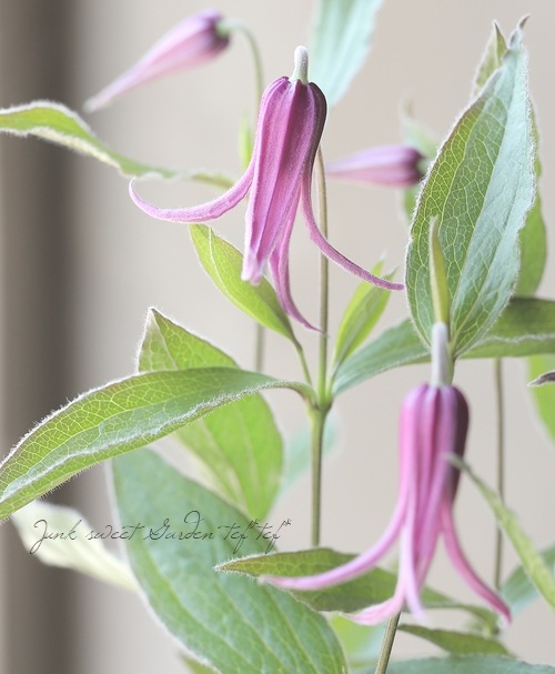 立木性クレマチス・インテグリフォリア系 『花島 -ハナシマ