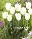 �ڵ庬�� �ե�󥸺餭���塼��åס��إΡ���ɥ�����ǡ�