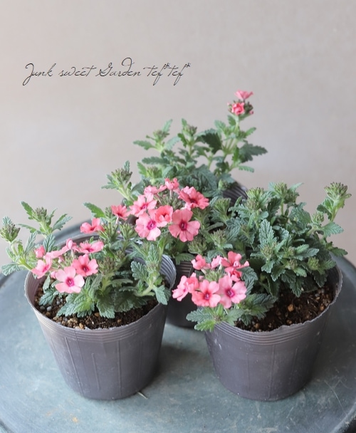 ���ܷϥС��٥ʡ���ʥ�UP���إ��ȥ��٥꡼���������