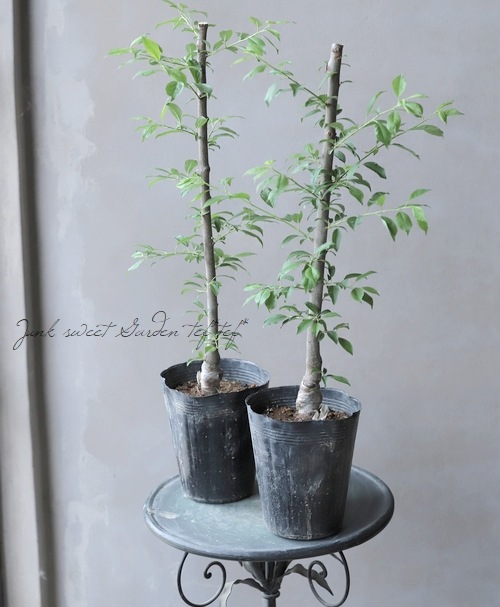 プラム 『バイオチェリー』 | すべての商品 | | Junk sweet Garden tef