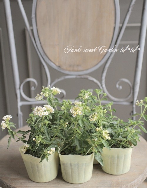 コバノランタナ クリーム 晩秋まで咲く Junk Sweet Garden Tef Tef コバノランタナ クリーム 晩秋まで咲く Junk Sweet Garden Tef Tef