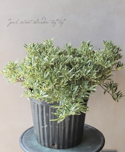 斑入りクチナシ』 | すべての商品 | | Junk sweet Garden tef*tef*