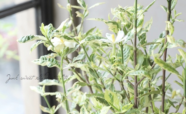 斑入りクチナシ』 | すべての商品 | | Junk sweet Garden tef*tef*