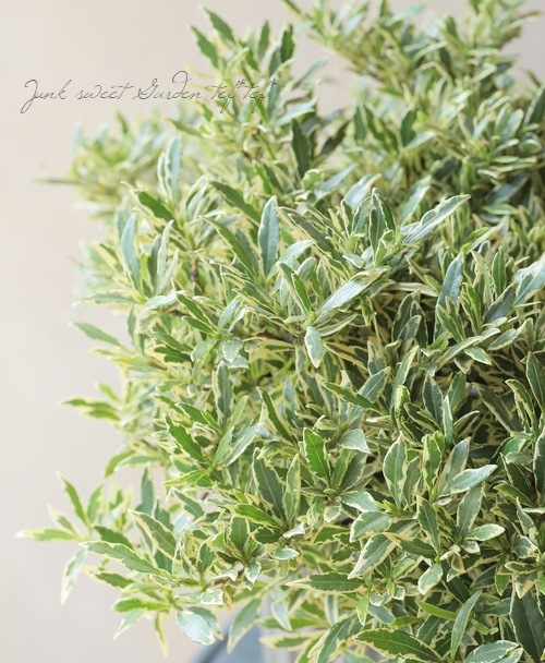 斑入りクチナシ』 | すべての商品 | | Junk sweet Garden tef*tef*