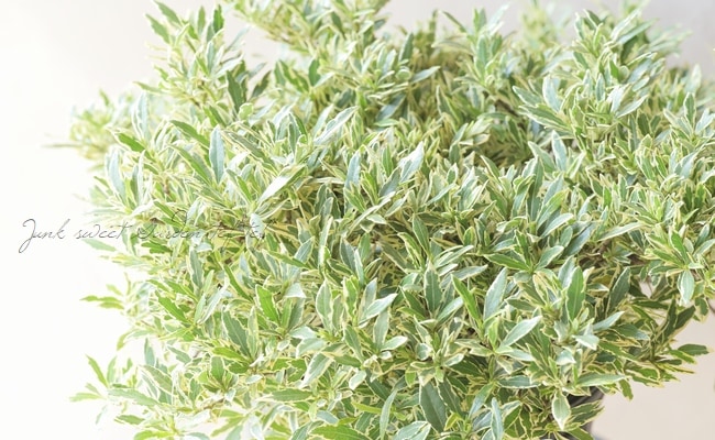 斑入りクチナシ』 | すべての商品 | | Junk sweet Garden tef*tef*