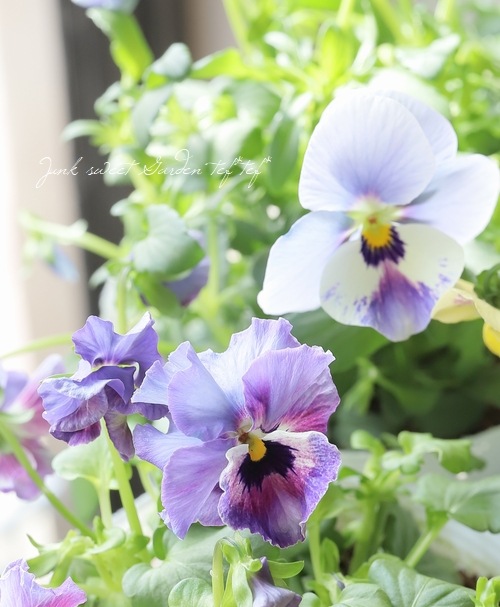 ○ROKA HEARTS 育種ビオラ 『ブルーウィングス交配反転咲き』 【B