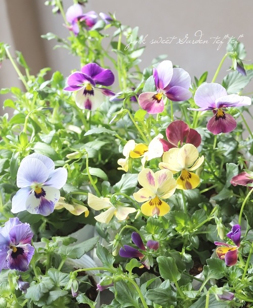 ○ROKA HEARTS 育種ビオラ 『ブルーウィングス交配反転咲き』 【B