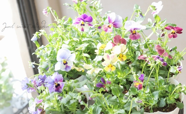 ○ROKA HEARTS 育種ビオラ 『ブルーウィングス交配反転咲き』 【B