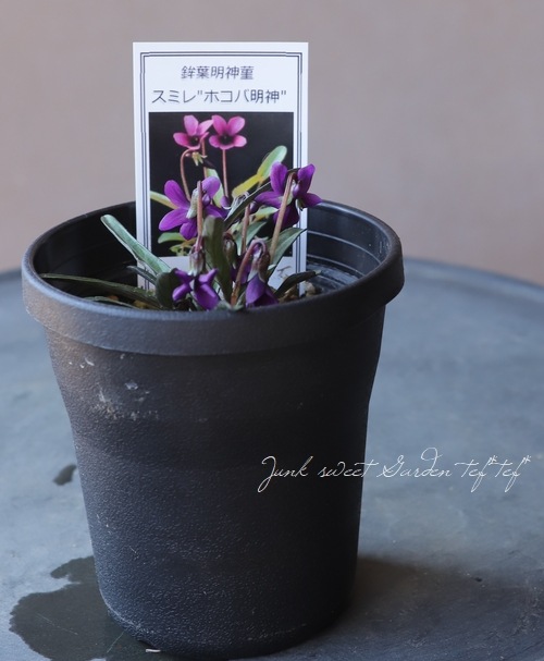 紫パフェ＊エンブレム神葉コレクション 宿根スミレ 『ホコバ明神』 | すべての商品 | | Junk sweet Garden tef