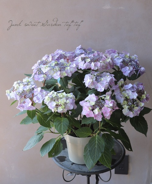 絞り模様・紫陽花 『サニーレオーニ』『サニーデイズ』 | すべての商品