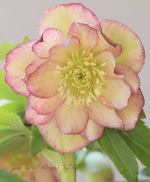 花郷園】 クリスマスローズ 『アプリコットダブル』 【Q】 | すべての